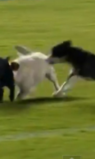Party pooper! Adorable puppies invade pitch; one player ruins all the fun